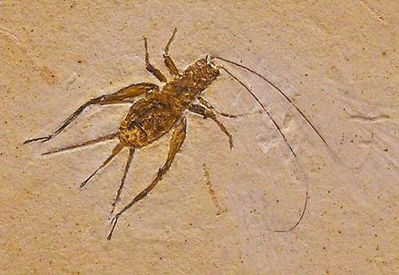 Fossil cricket from the Cretaceous of Brazil