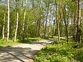 Friedrichshagen - Waldweg (Woodland Path) - geo.hlipp.de - 36041.jpg