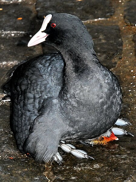 File:Fulica atra (Küken) - Utoquai 2011-06-27 21-10-42.JPG