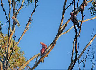 Galahs, Dryandra Woodland Galahs, Dryandra Woodland, Western Australia.jpg