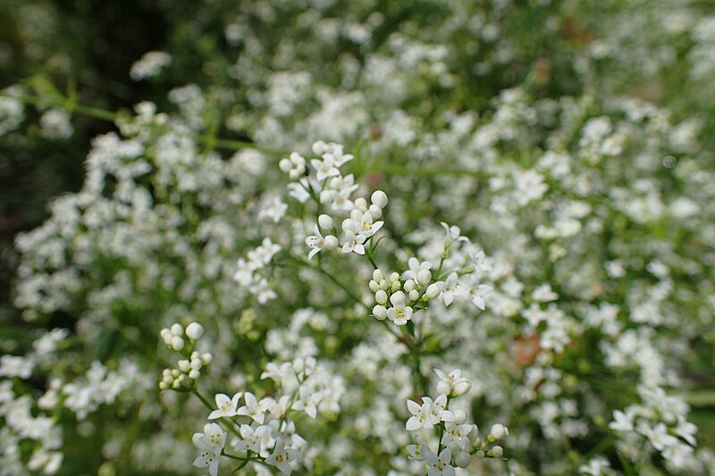 File:Galium rivale kz09.jpg