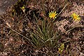 Gazania linearis