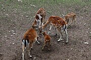 Deutsch: Gehege des Rothirsch im Tierpark Suhl