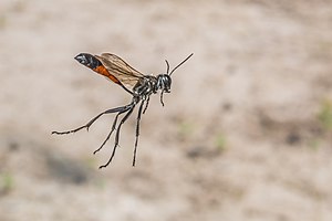 31. Platz: Herwig Winter mit Gemeine Sandwespe (Ammophila sabulosa). Sandwespen legen ihre Eier in selbstgegrabenen Röhren im Boden ab und versorgen sie mit Raupen von Schmetterlingen, die sie zuvor mit Stichen gelähmt haben.