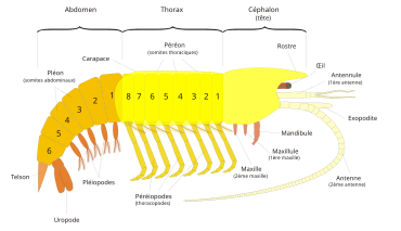 Schema di un malacostraceo.