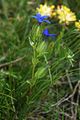 Schlauch-Enzian (Gentiana utriculosa)