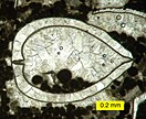 Thin section Calcite crystals inside a recrystallized bivalve shell in a biopelsparite.