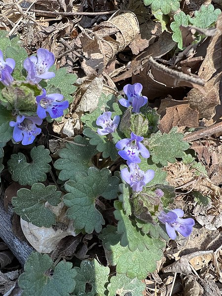 File:Glechoma hederacea 183957965.jpg