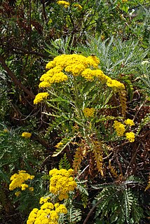 <i>Gonospermum</i> Genus of flowering plants