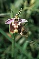 Ophrys candica (Griechenland)