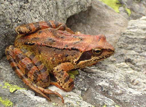 Grasfrosch auf Stein