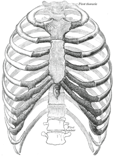 In vertebrate anatomy, ribs are the long curved bones which form the rib cage, part of the axial skeleton. In most tetrapods, ribs surround the chest, enabling the lungs to expand and thus facilitate breathing by expanding the chest cavity. They serve to protect the lungs, heart, and other internal organs of the thorax. In some animals, especially snakes, ribs may provide support and protection for the entire body.