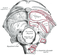 Týlní kost, pohled zvenku a zespodu. Foramen magnum je velký otvor v její přední části. Gray's Anatomy, 1918