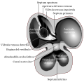 Miniatura para Septum primum