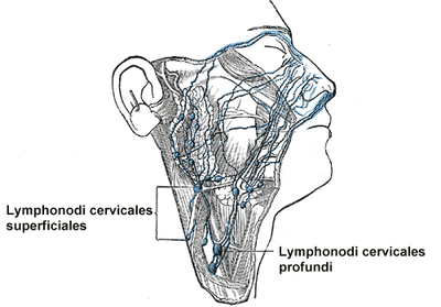 Linfonodi della testa e del collo - Wikipedia
