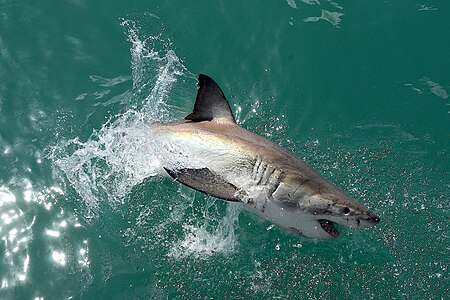 Tập_tin:Great_white_shark_near_Gansbaai,_South_Africa.jpg
