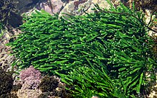 Green seaweed Turimetta south.jpg