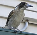 Grey Butcherbird (young) (Cracticus torquatus) Canungra, Queensland