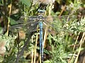 Emperor (Anax imperator) Große Königslibelle