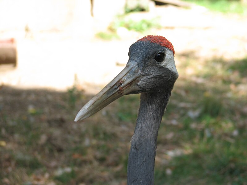 File:Grus.japonensis-1-ZOO.Brno.jpg