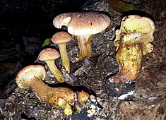 Gymnopilus imperialis (Speg.) Singer 403290.jpg