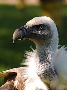 Gyps fulvus (Griffon Vulture)