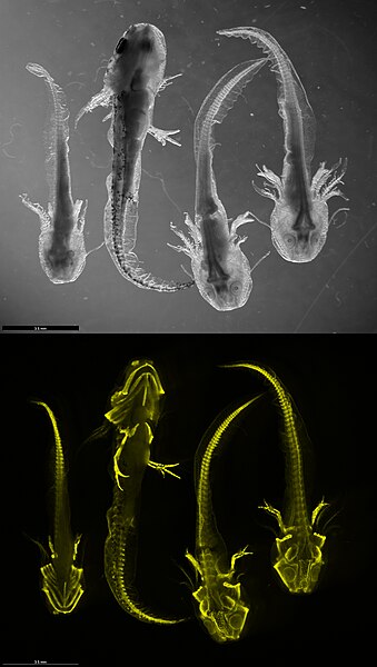 Analysis of collagen expression in young salamanders via HCR FISH visualization. Photos by Lennart Rikk