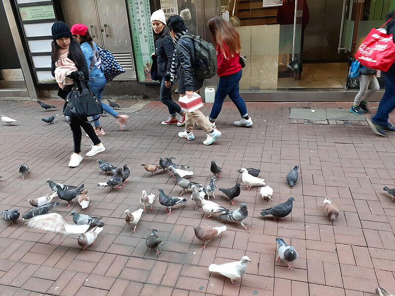 File:HK 中環 Central 德輔道中 39 Des Voeux Road Central 德忌利士街 Douglas Street freedom pigeons December 2019 SS2 03.jpg