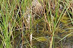 Miniatura per Lestes macrostigma