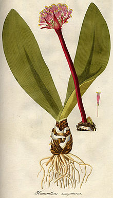 Haemanthus sanguineus00.jpg