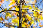 Thumbnail for File:Hairy woodpecker (50784672106).jpg