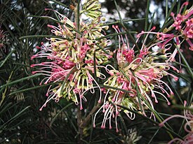 Цветущая Hakea verrucosa