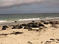 Halichoerus grypus Grey seal colony; Helgoland