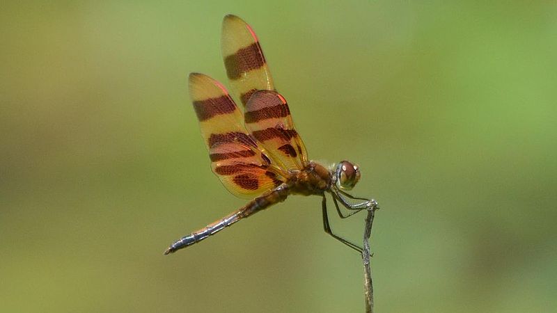 File:Halloween Pennant - dragonfly (9168760881).jpg