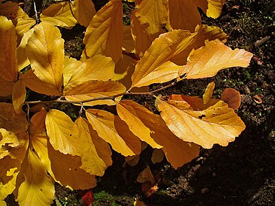 Hamamelis virginiana Leaves