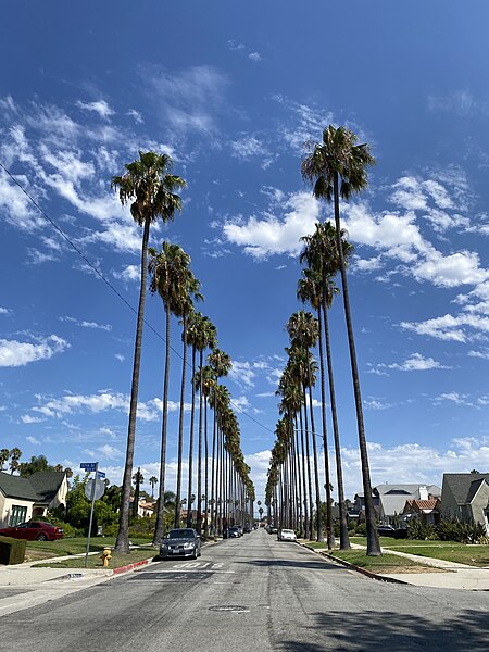 Harcourt Avenue palm trees, View Park