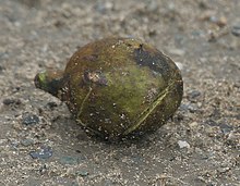 Harra (Terminalia chebula) fallen fruit at 23 Mile, Duars, WB W IMG 5900.jpg