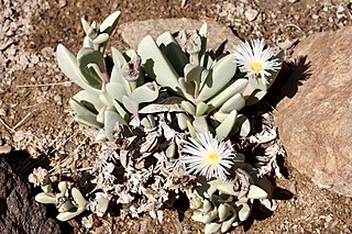 <i>Hartmanthus</i> Genus of succulents