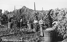 Récolte du houblon