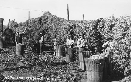 Harvesting hops near Independence, Oregon, c. 1940