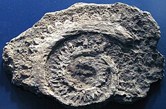 Helicoprion ferrieri (fossil shark tooth whorl) (Skinner Ranch Formation, Lower Permian; Dugout Mountain, Brewster County, Texas, USA) 3 (15336310205).jpg