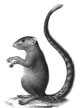 <span class="mw-page-title-main">Mutable sun squirrel</span> Species of rodent