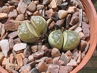 <i>Lithops helmutii</i> Species of succulent