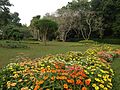 Thumbnail for Henarathgoda Botanical Garden