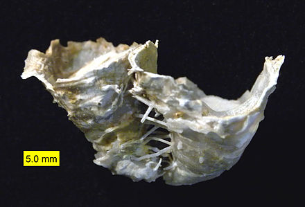 Hercosestria cribrosa, a reef-forming productid brachiopod (Middle Permian, Glass Mountains, Texas)