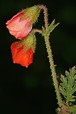 Thumbnail for Hermannia diffusa