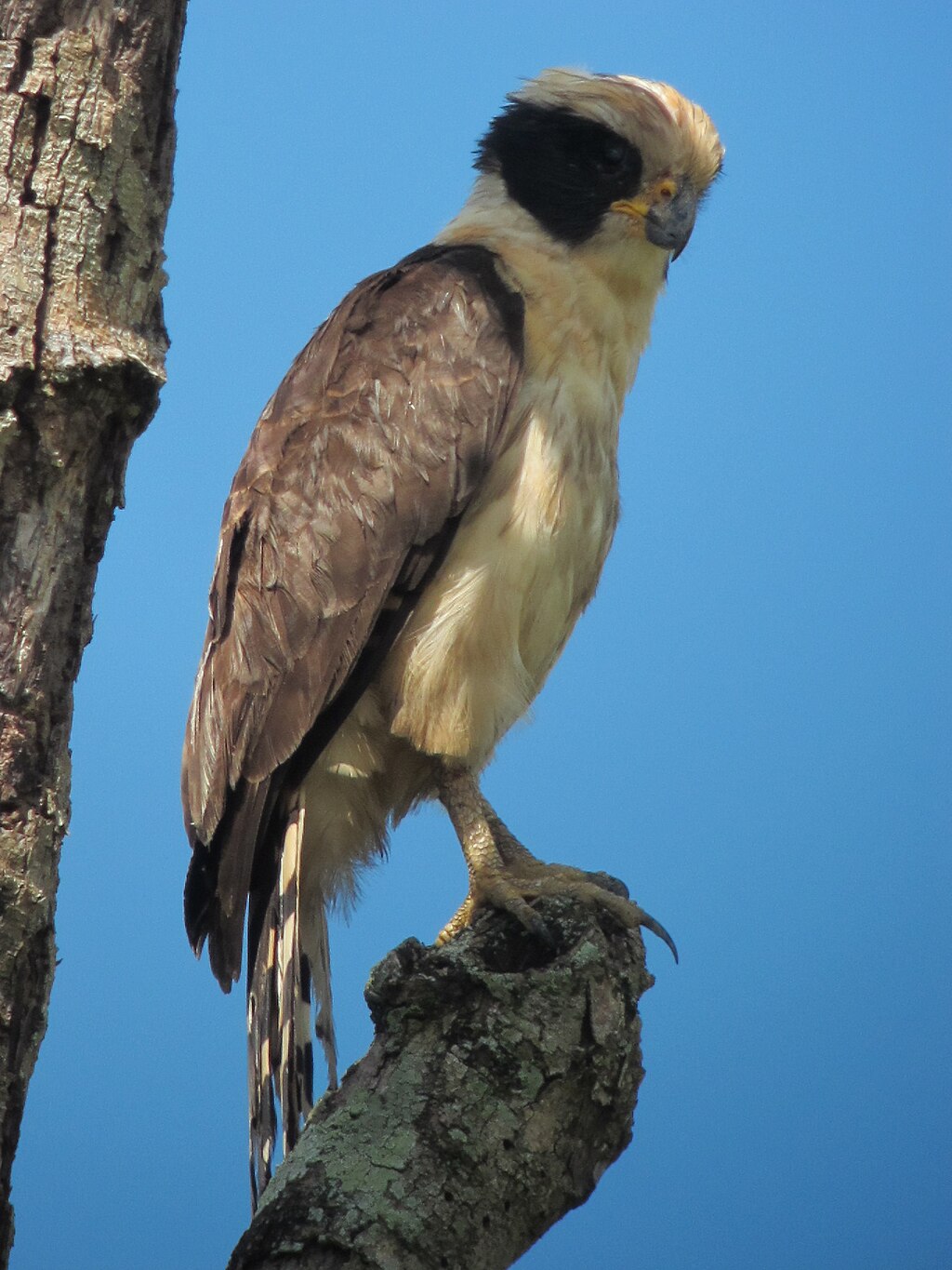 Herpetotheres cachinnans HalcÃ³n ReÃ­dor Laughing Falcon (6465703369).jpg