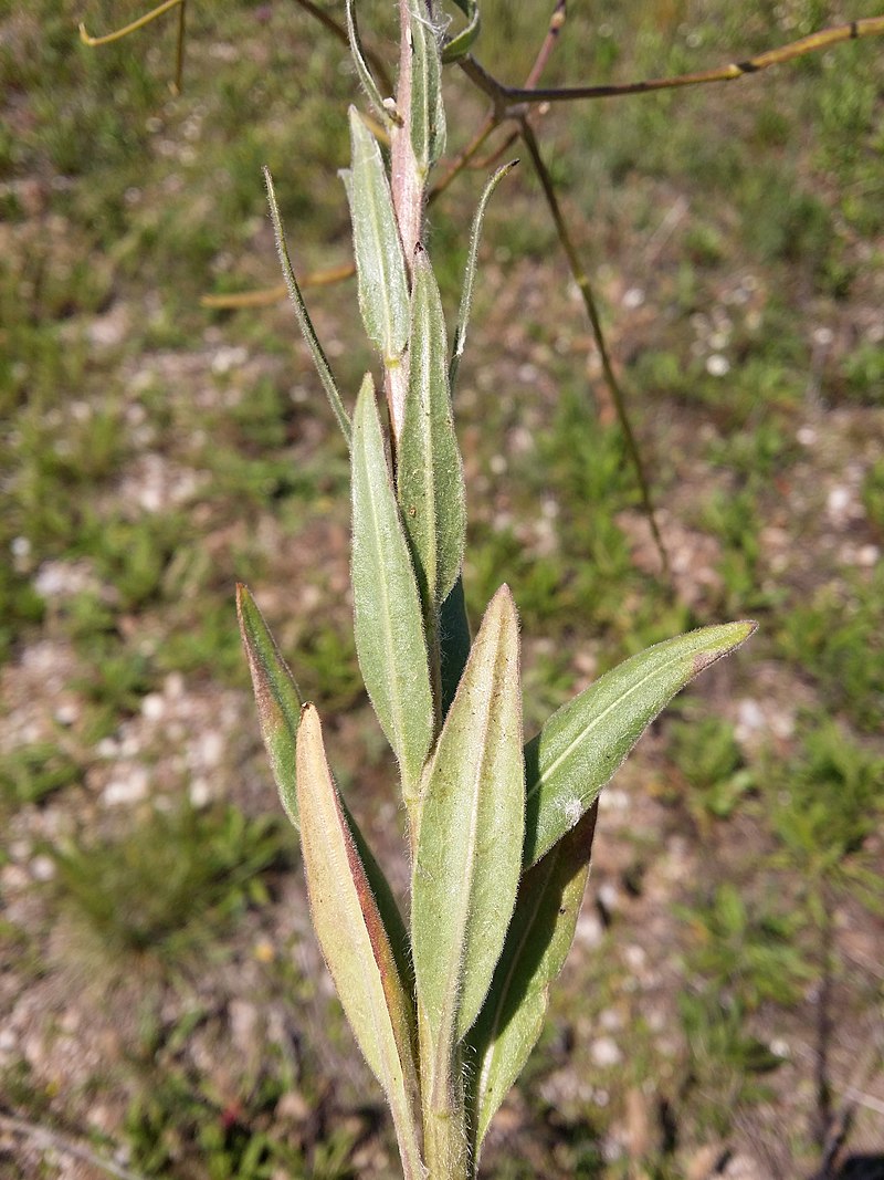 Hesperis sibirica l