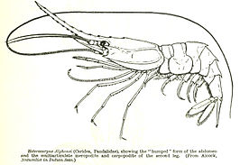 Heterocarpus dorsalis