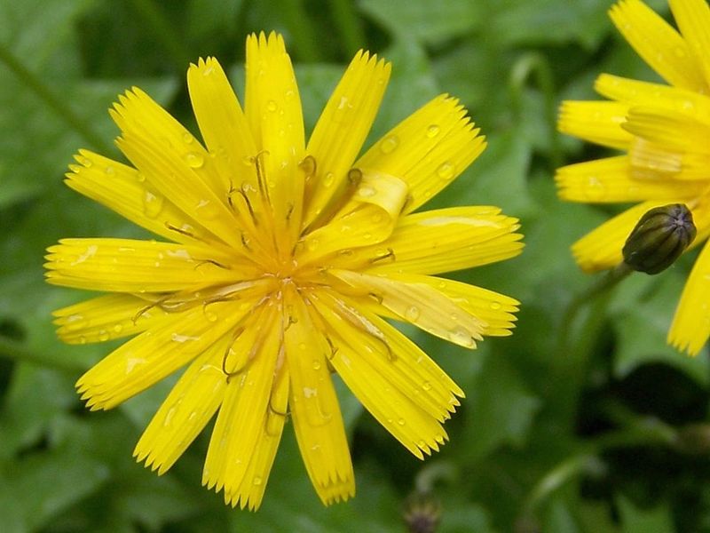 File:Hieracium sabaudum a2.jpg